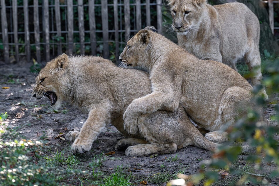 Löwen-Trio wurde vor elf Monaten im Kölner Zoo geboren: So geht es dem Trio heute