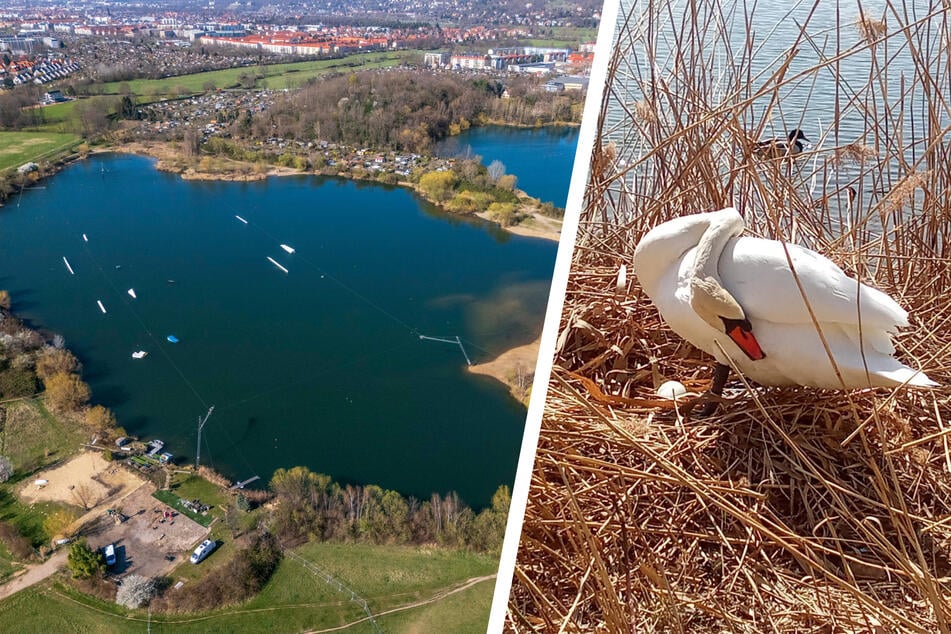 Dresden: Tierquälerei in Leuben: Party-Griller stören Höckerschwäne bei der Brut