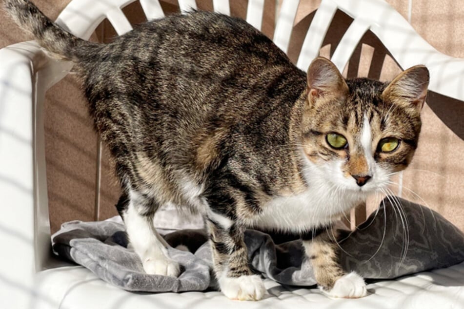 Aufgeschlossen, munter und abgesehen von der Coronavirus-Infektion gesund: Wer kann so einem süßen Kater schon widerstehen?