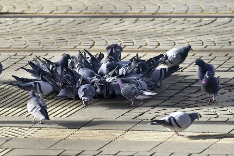 Als Tauben-Problem-Hotspots gelten in Chemnitz vor allem der Rathausplatz und der Hauptbahnhof.