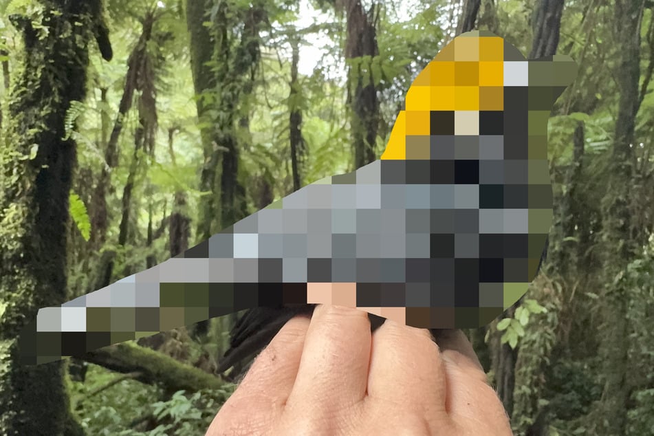 Nach 120 Kilometern Fußmarsch: "Verschollen" geglaubter Vogel wiederentdeckt