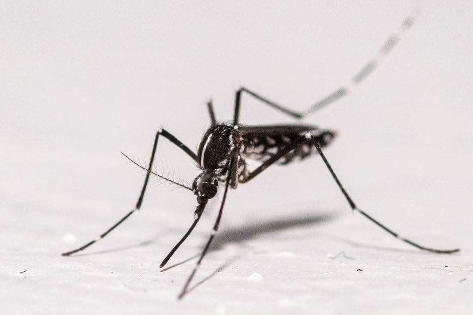 Chikungunya is a mosquito-born disease which public health experts say could be a potential future pandemic threat.