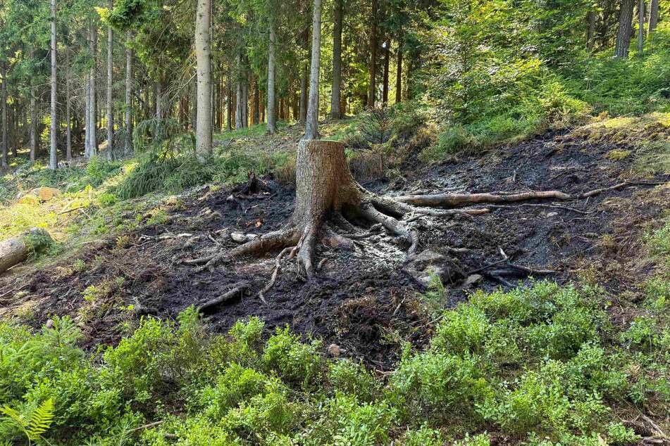 Die Forstwirte fällten den betroffenen Baum aus Sicherheitsgründen.