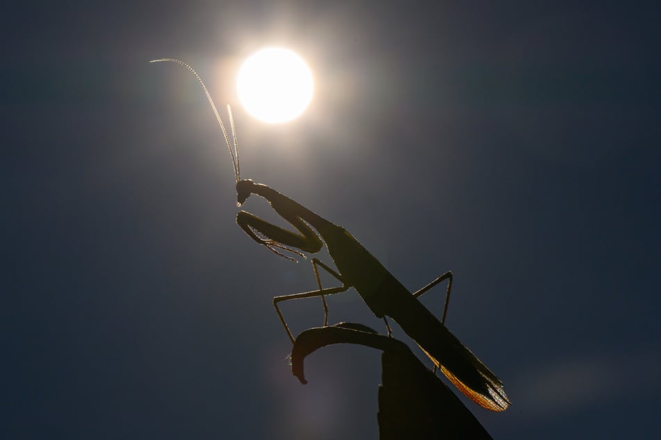 Die Europäische Gottesanbeterin (Mantis religiosa) breitet sich in Sachsen-Anhalt immer weiter aus.