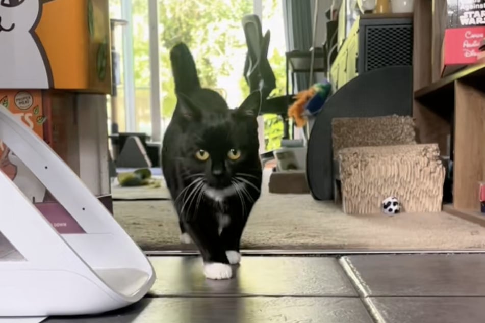 Katze Figgy liebt ihre Morgen-Routine.