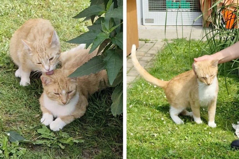 Noch sind die Katzen scheu, doch manchmal lassen sie sich auch schon streicheln.