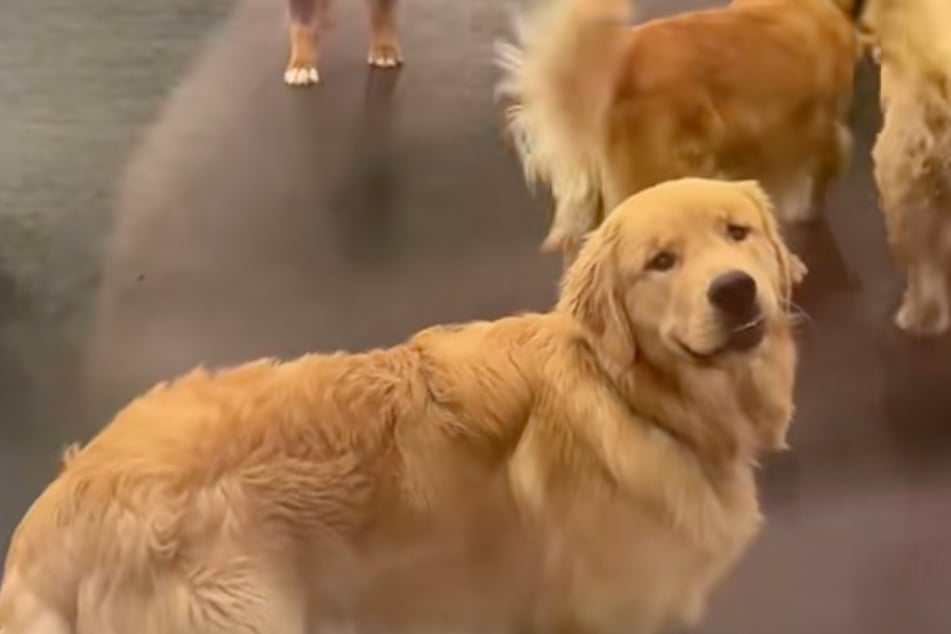 Frauchen holt Golden Retriever nach erstem Tag aus Hundekita ab: Seine Reaktion überrumpelt sie