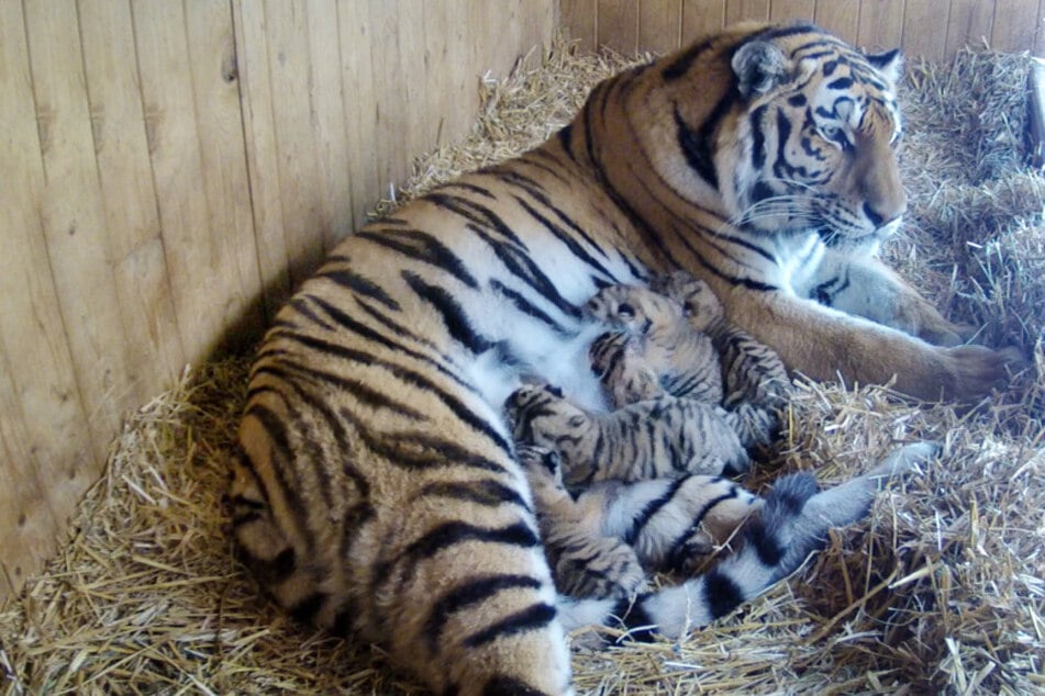 Die Tigerbabys sind laut der Tierärztin "kräftige kleine Tiere".