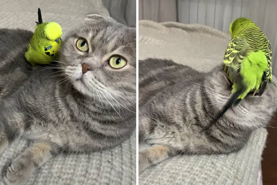 This little bird loves prancing around on the cat's head.