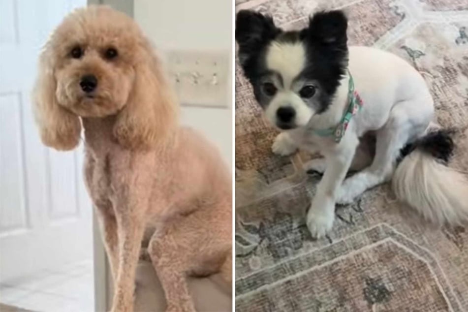 The old dog's dominance in particular caused problems for the Goldendoodle lady when they first met some two years ago.