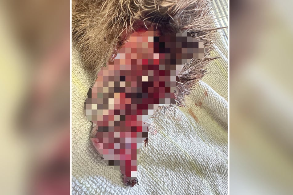 Schnittwunden, Amputationen, tödliche Verletzungen: Igel lebten in den heimischen Gärten bislang gefährlich.