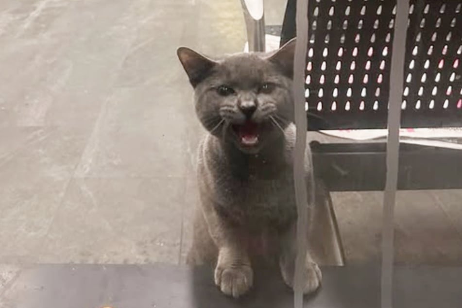 Diese Katze hatte ein Problem.