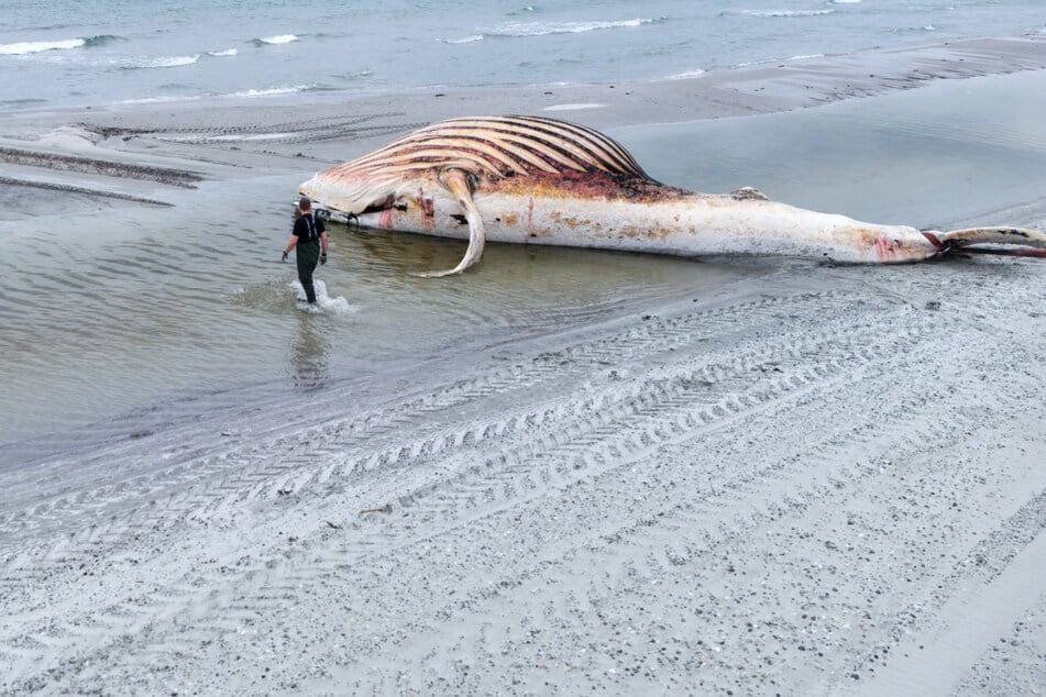 Der Buckelwal wurde am 14. Mai tot vor der dänischen Insel Anholt angespült.