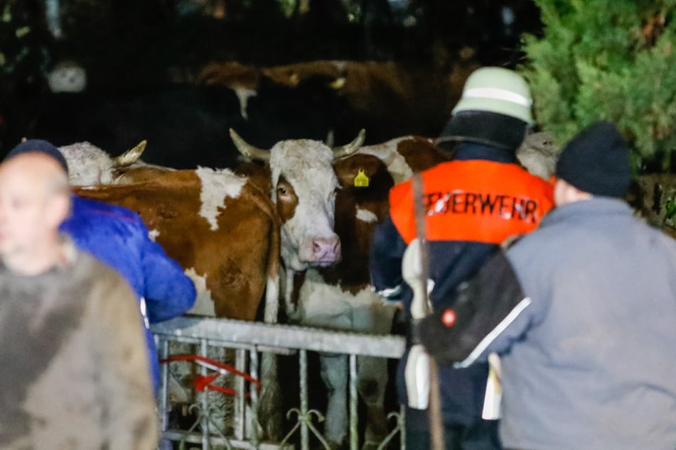 Die Kühe konnten auf einem benachbarten Gelände zusammengetrieben werden.