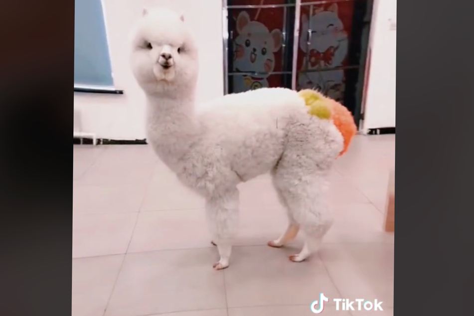 Is this alpaca with a painted tail the newest animal TikTok star after his spitting match with a human went viral?