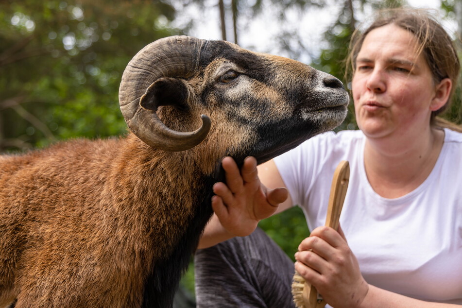 Schafbock Peter (1) holt sich bei Jenny Tannert gern mal Streicheleinheiten oder eine Bürstenmassage ab.
