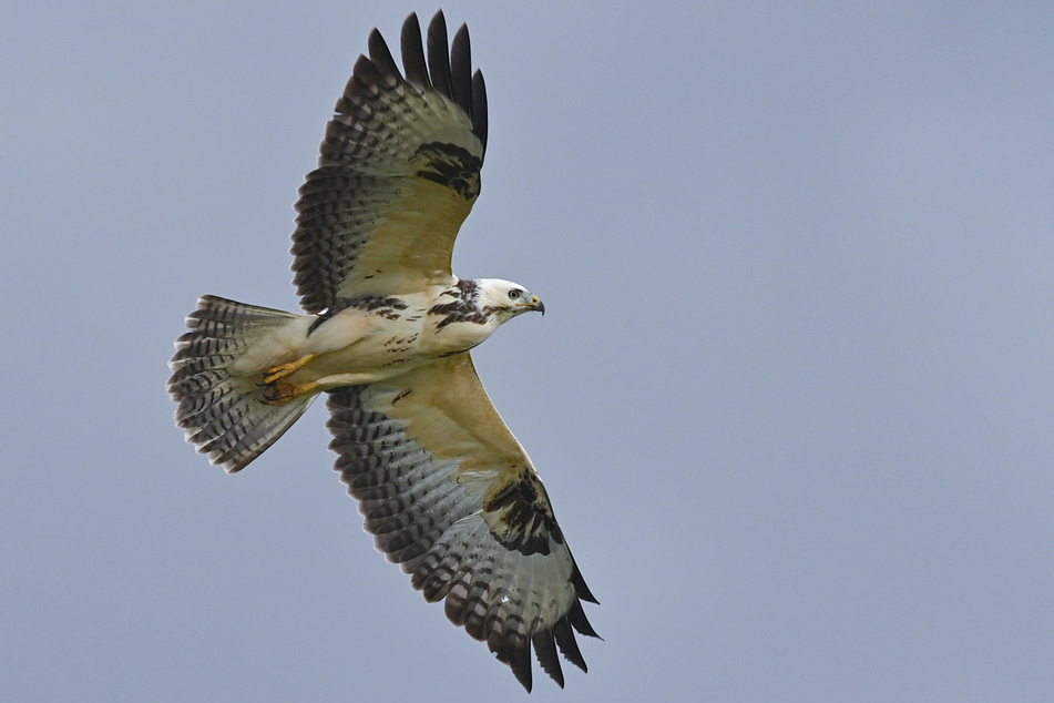 Ein Bussard im Tiefflug sorgte für einen kuriosen Zwischenfall in Oberschwaben.