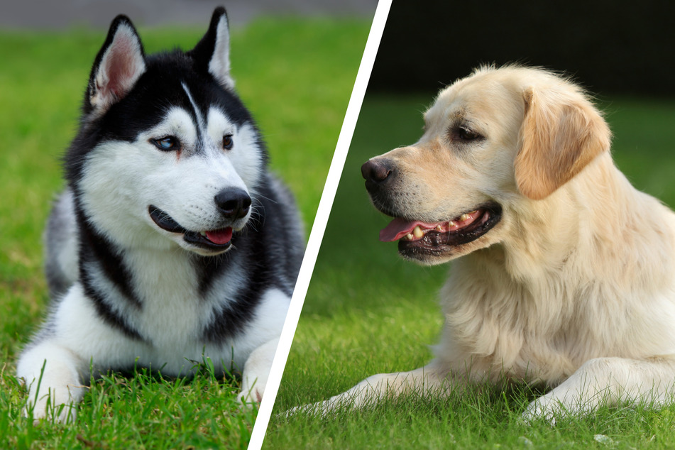 The Siberian Husky (l.) and the Golden Retriever go well together, but their offspring all look quite different.