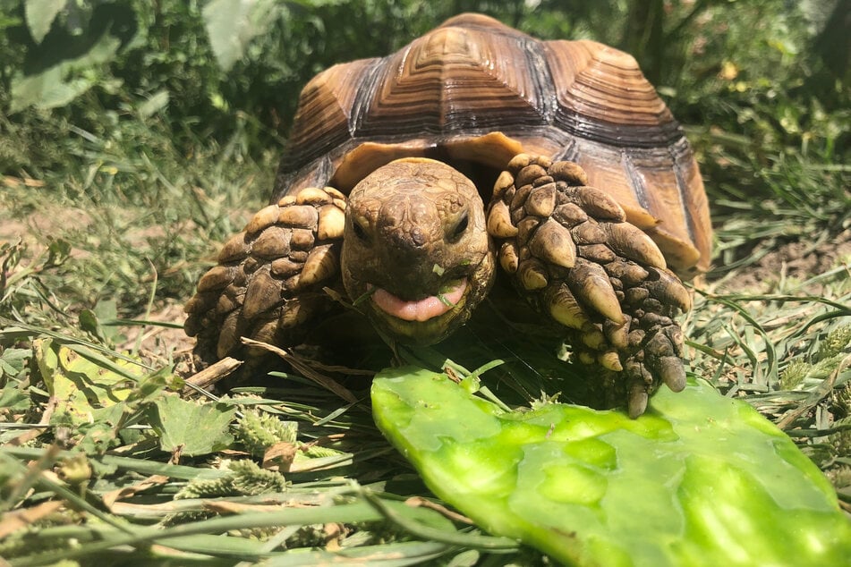 Sukkulenten sollte man Schildkröten immer nur als Ergänzung anbieten.