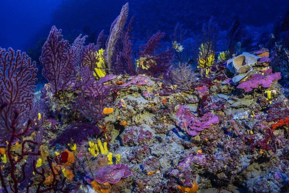 This undated handout photograph released on Monday by the organization Under The Pole shows corals in the deep sea off the coast of the Greek island of Fournoi.