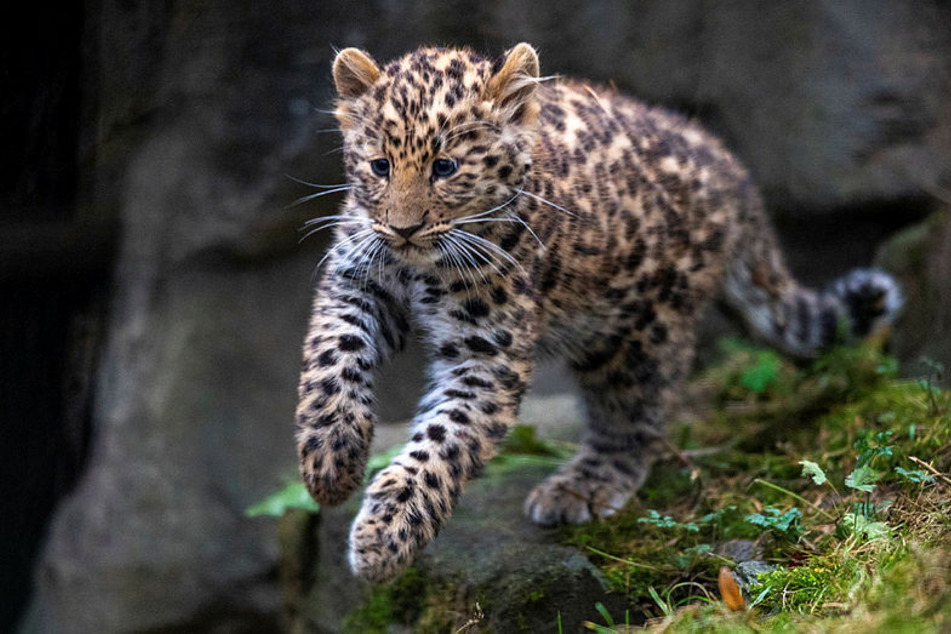 Im Spätsommer 2021 erblickte Mias Tochter Manju das Licht der Welt. Inzwischen konnte sie den Zoo als gestandene Leoparden-Frau verlassen. (Archivbild)