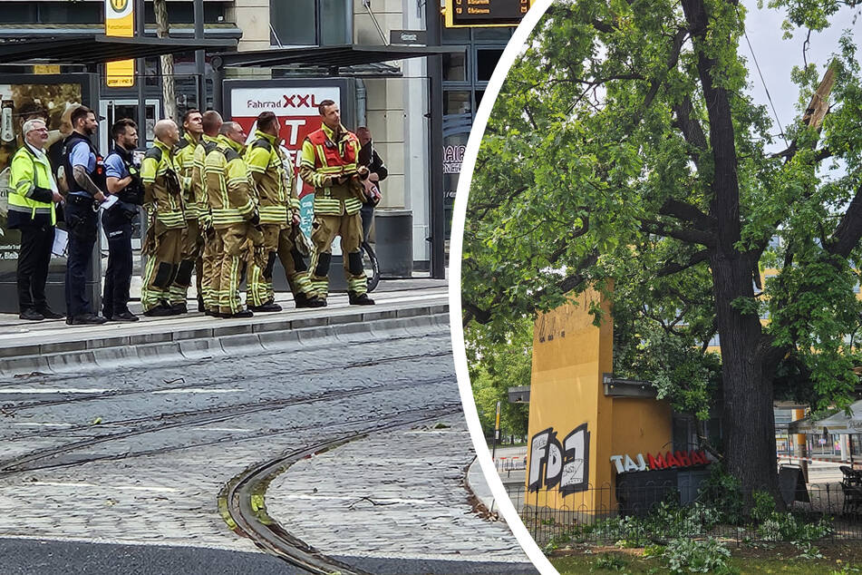 Dresden: Dicker Ast bricht und landet auf Dach: Dönerladen am Fetscherplatz evakuiert