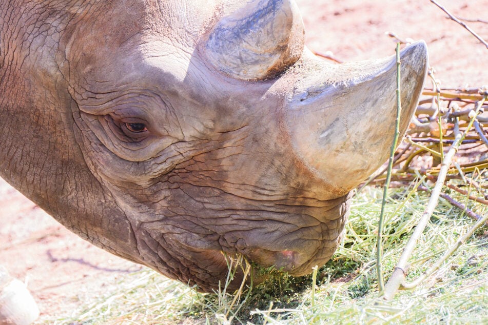 Das Tier ist fünf Jahre alt und soll sich nun paaren.