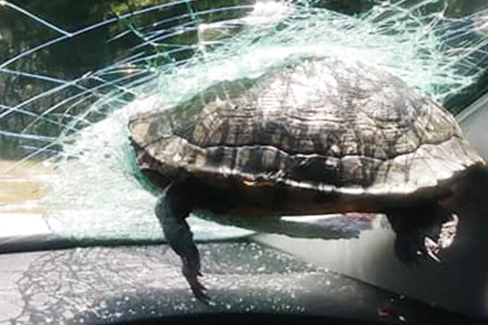 Wie konnte das passieren? Schildkröte knallt in Windschutzscheibe