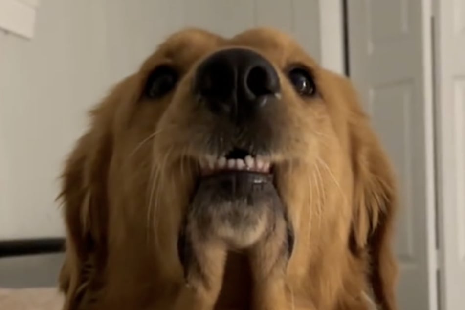 Golden Retriever Benny kann auch ganz anders.