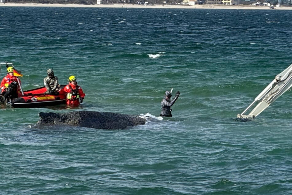 Meeresbiologe Robert Marc Lehmann (r.) ist erneut ins Wasser gegangen, um den Bagger anzuweisen. Das Tier hatte sich zuvor merklich gedreht.