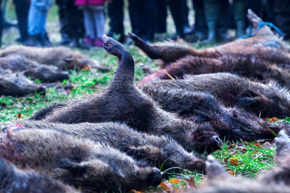 Wildschweine wollen die Jäger in NRW in der bevorstehenden Jagdsaison flächendeckend intensiv jagen, um bei einem möglichen Auftreten der Afrikanischen Schweinepest die Ausbreitung möglichst zu verhindern (Archivbild).
