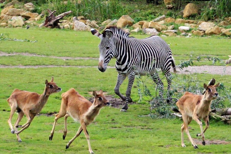 Seit 2012 gehören die Moorantilopen zur Afrika-Anlage des Leipziger Zoos. Für deren neueste Jungtiere ging es nun erstmals auf die Savanne.
