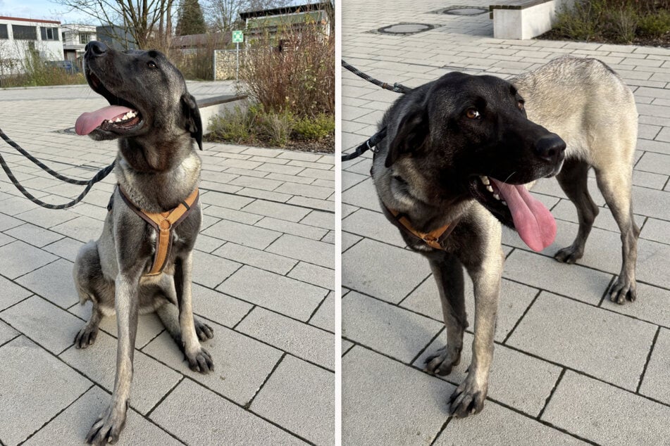 Kangal-Hündin "Bella" ist freundlich und hofft auf Halter, die sich mit ihrer Rasse auskennen.