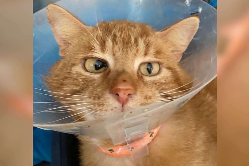 Kater "Erik" verzückte die Instagram-Fans des Tierheims in Bergheim mit seinem Silberblick.