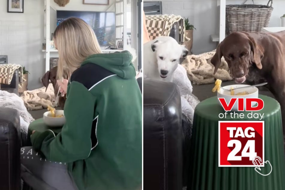 viral videos: Viral Video of the Day for June 21, 2025: Dogs hilariously lose it over unattended food!