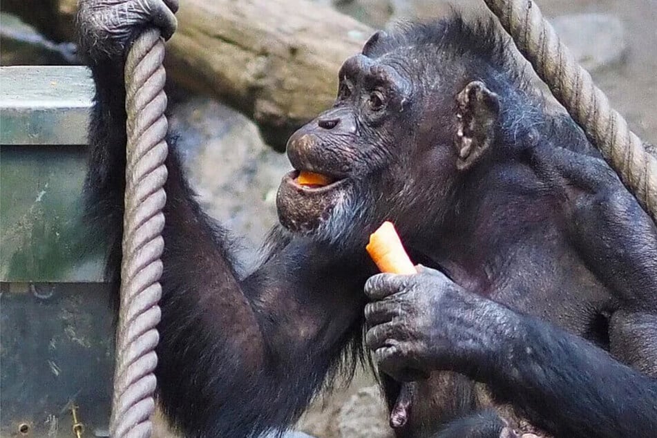 "Sie wäre in Europa die Älteste": Bahnt sich im Zoo Leipzig eine Sensation an?