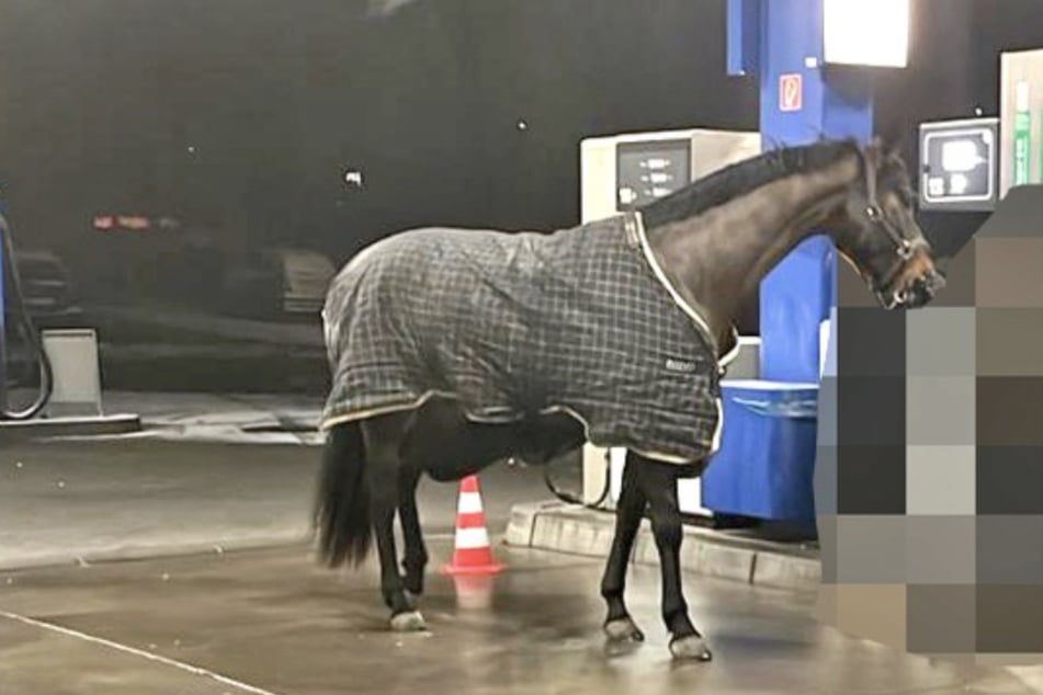 Diese Pferdestärken sieht man sonst an einer Tankstelle eher weniger: Eine 24-jährige Frau war mit dem Tier zu einem nächtlichen Ausritt aufgebrochen.