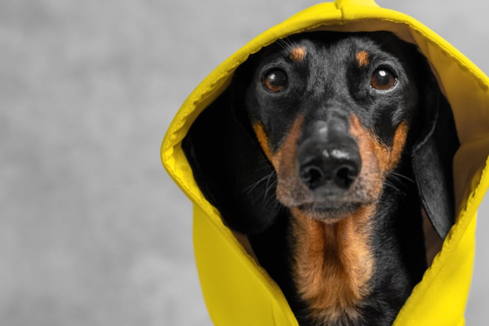 Nach tierischem Streit vor Gericht: Modebewusste Hunde schauen in die Röhre