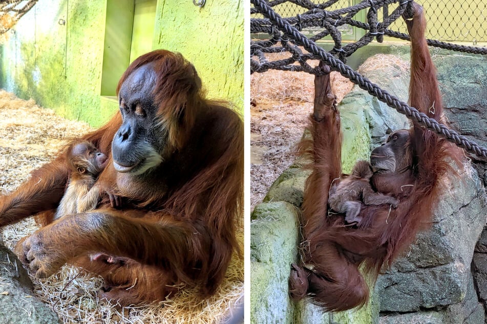 Orang-Utan-Dame Daisy hat am Sonntag ihr viertes Baby zur Welt gebracht.