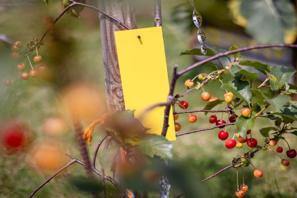 Die Kirchessigfliege befällt reifende Früchte.