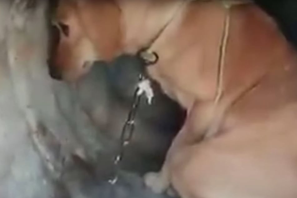 This poor dog was chained up inside a barrel.
