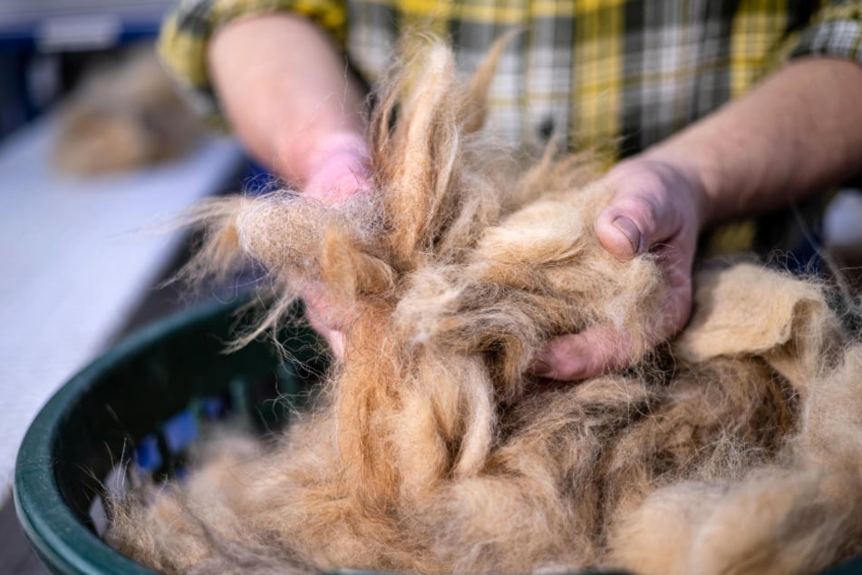 Aus ausgekämmten Hundehaaren wird in der Manufaktur Wolle zum Stricken, Häkeln oder Weben.