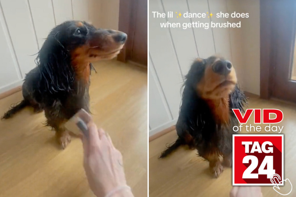 Today's Viral Video of the Day features a mini wiener dog that can't hold back her love for being pampered!