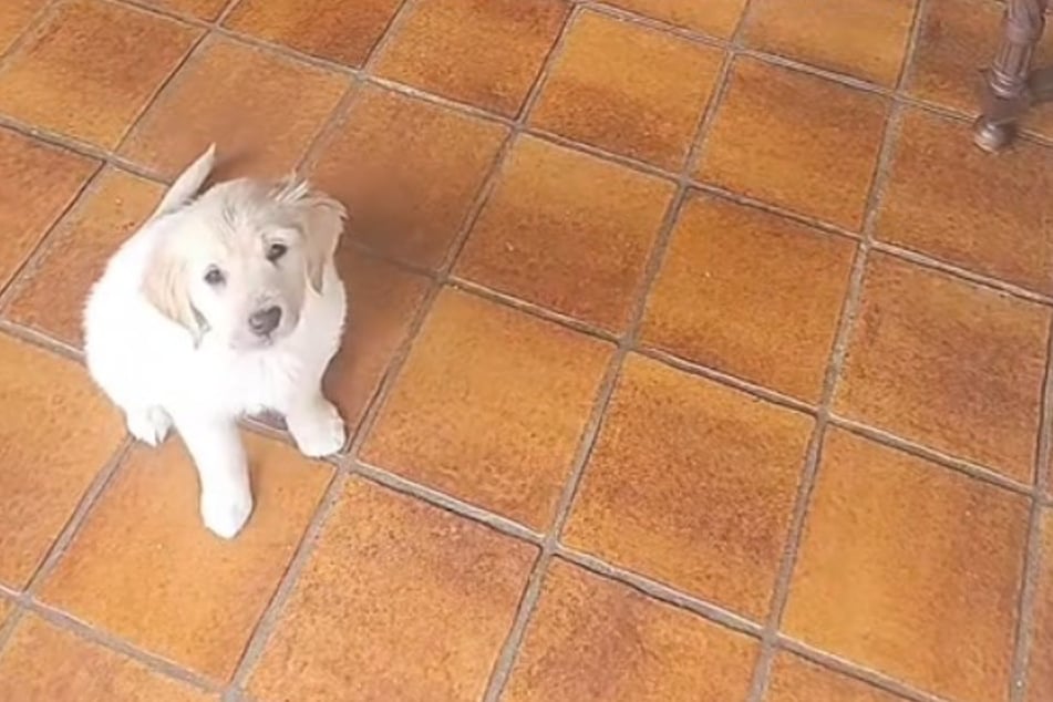 Golden-Retriever-Hündin Nacho nahm den Niederländern die Entscheidung ab.