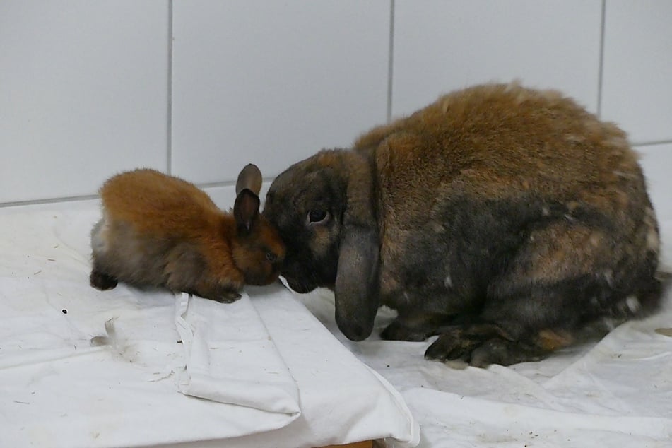 Ziehvater Peter (r.) kümmert sich mit um die ausgesetzten Babys.
