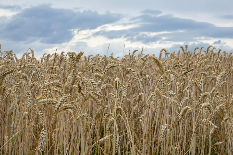 Getreide ist ein sehr wichtiges Exportgut der Ukraine.
