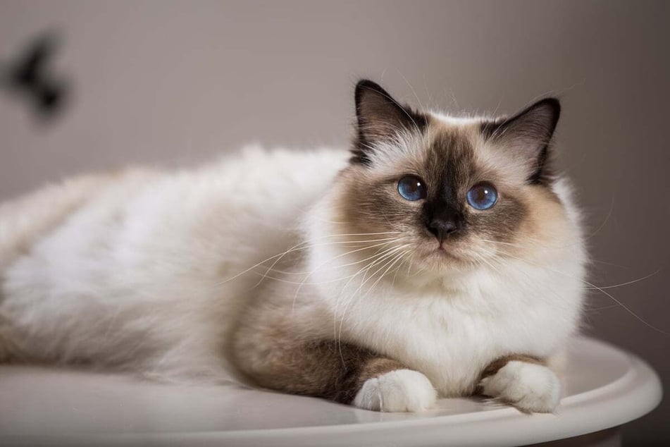 Burmese cats are fluffy, with big bright eyes that are filled with kindness and warmth.
