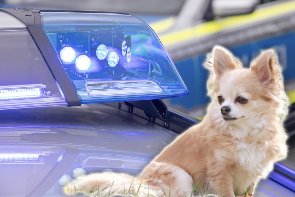 Mann attackiert Frau und ihre Hunde: Zwei Chihuahuas sterben