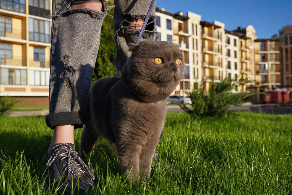 Der erste Freigang fällt vielen Katzen leichter, wenn sie von ihren Katzeneltern begleitet werden.