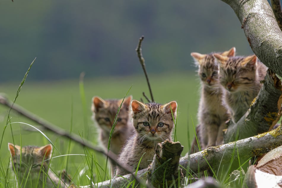 Begegnet man Wildkatzen im Wald, sollte man sie am besten einfach gewähren lassen und sich leise von ihnen entfernen.